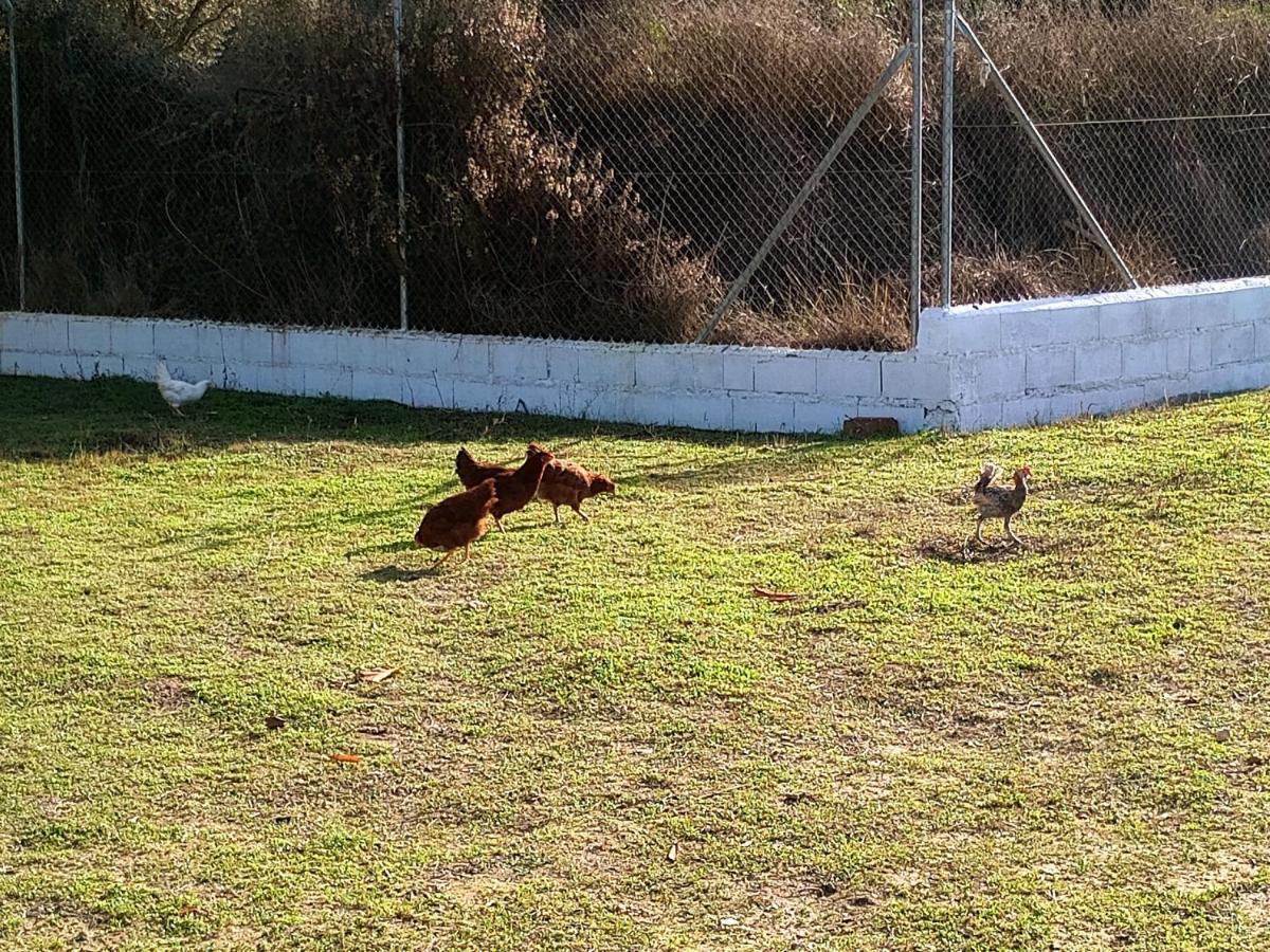 Casa De Campo Los Manueles Ideal Perros Pet Friendly Gojar Buitenkant foto