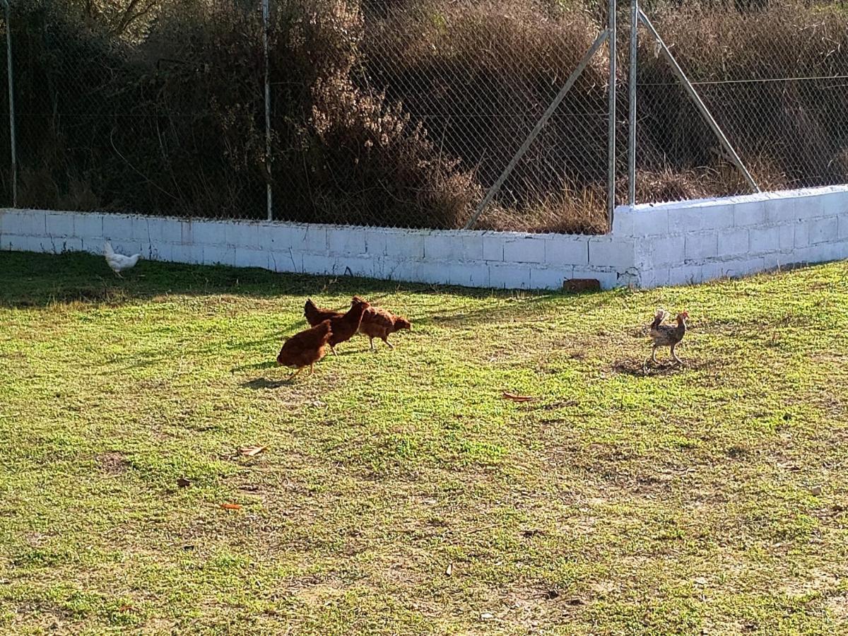 Casa De Campo Los Manueles Ideal Perros Pet Friendly Villa Gojar Buitenkant foto