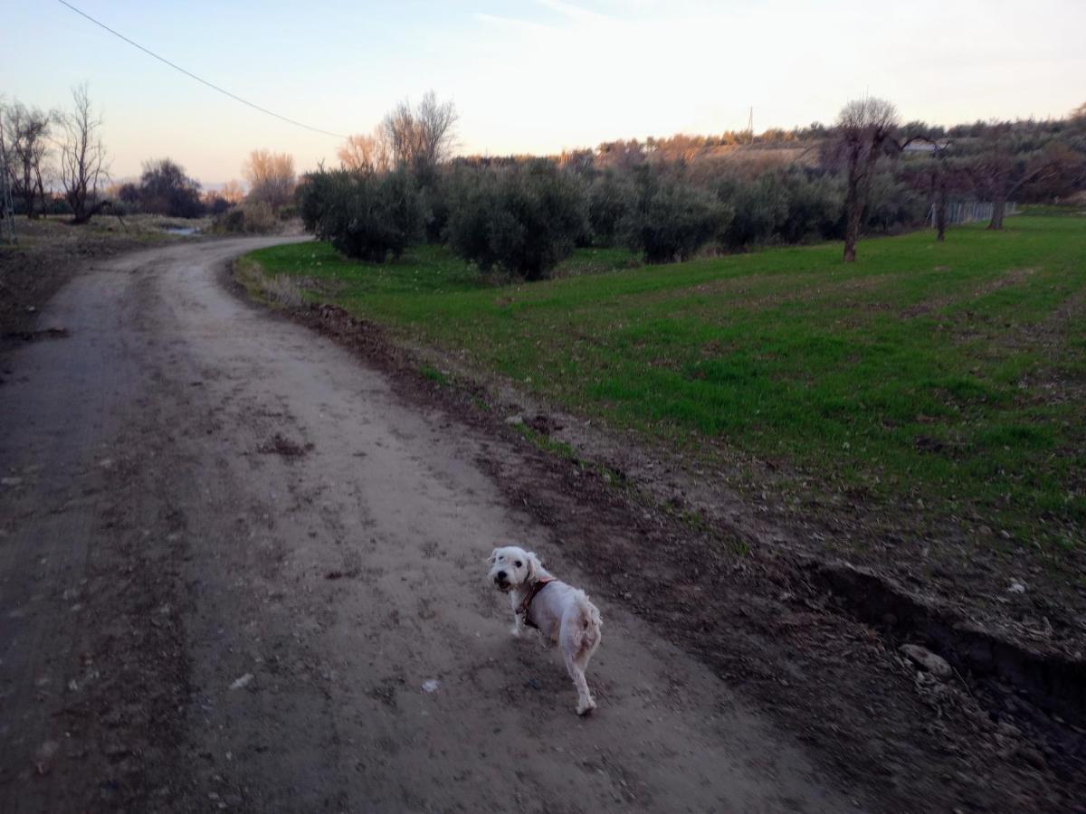 Casa De Campo Los Manueles Ideal Perros Pet Friendly Gojar Buitenkant foto